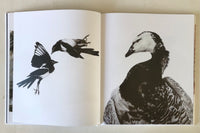 Emil Malmborg: Silent Fauna